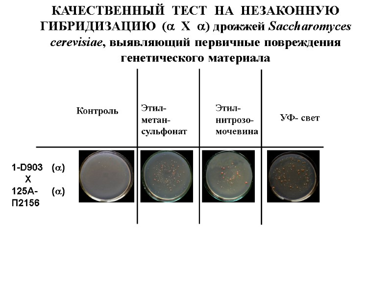 Контроль   Этил- метан- сульфонат   Этил- нитрозо- мочевина  УФ- свет